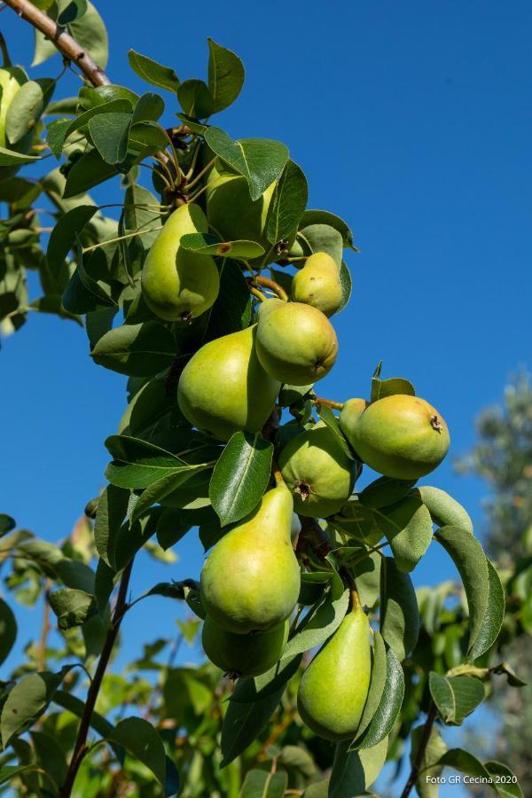 Piccolo Eden Appartamento